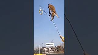 Other dogs vs my dog like share subscribe [upl. by Jo-Ann]