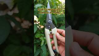 How to propagate Bamboo filipino gardening bamboo propagation plants regrow tips how [upl. by Fey712]