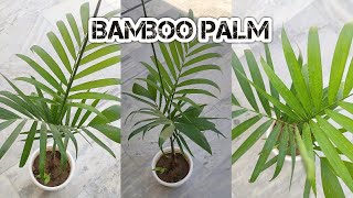 Bamboo Palm  Best indoor plant  bamboopalm how to care [upl. by Baggett]