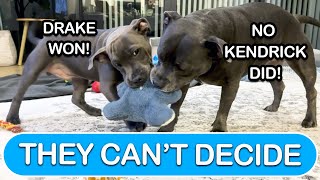 HipHop Hounds English Staffies Settle Drake vs Kendrick Lamar Rap Beef [upl. by Squire552]