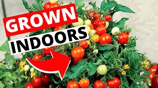 How To Grow Tomatoes Indoors  Indoor Gardening for Beginners [upl. by Enutrof]