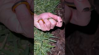 Bright Orange Ringneck Snake [upl. by Eleik573]