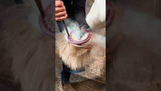 swfarrier farrier work horse equestrian fyp farriersoftiktok asmr viralvideo [upl. by Heywood]