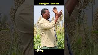 రైతును కాపాడండి  Government Should Protect Farmer Interests  Karshaka Mitra shorts agri [upl. by Ahens]