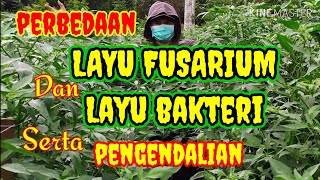 Cara Mencegah dan Mengobati penyakit Layu Fusarium dan Layu Bakteri pada tanaman Tomat Cabe Terong [upl. by Ahael]