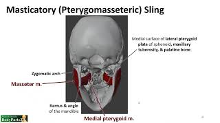 Infratemporal Fossa LO  Masticatory Sling [upl. by Epoillac]