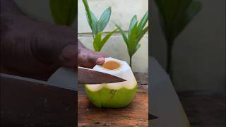 fantastic coconut cutting shortvideo coconutcutting [upl. by Ivar]