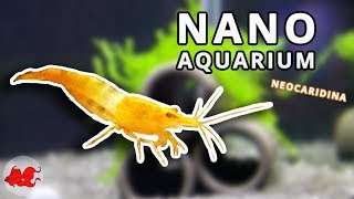 Nano aquarium pour crevettes Neocaridina [upl. by Leipzig]