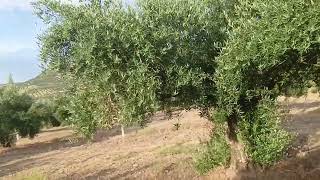 ¿como abono los olivos foliarmente tanto convencional como ecologico [upl. by Cyma]