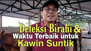 DETEKSI BIRAHI amp WAKTU TERBAIK KAWIN SUNTIK [upl. by Nylekcaj]