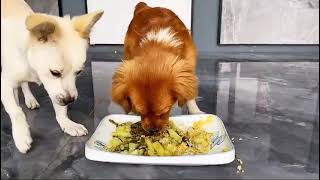 pappys eating fast  viral viralvideo [upl. by Atiuqan]