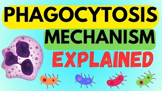 INSIDE THE PHAGOCYTOSIS MECHANISM  EXPLAINED IN 1 MINUTE AND MADE EASY [upl. by Bohrer]