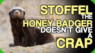 Stoffel The Honey Badger Doesnt Give A Crap The Hurdles Of Content Creation [upl. by Annmaria]