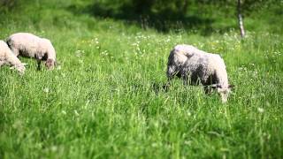 Sheep in Sweden [upl. by Dennie]