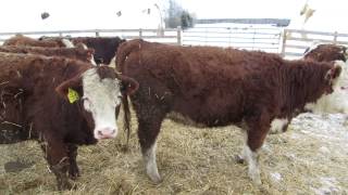 Birkenhagen Cattle 840 FleckviehHorned Hereford X Heifer Calves [upl. by Essined]