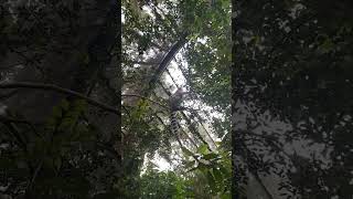 Ring Tailed lemur above me Singapore Zoo Fragile Forest October 2024 [upl. by Denni]