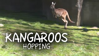 Kangaroos Hopping [upl. by Nebra]