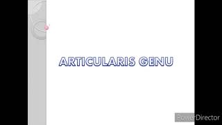 Articularis genu [upl. by Svensen567]