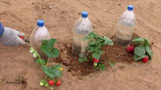 COMMENT Faire POUSSER DES FRAISES Avec DES BOUTEILLES [upl. by Munafo]