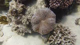 Scuba Diving Australia  Petaj Bommie site Milln Reef Great Barrier Reef 24Dec2023 [upl. by Yrovi]