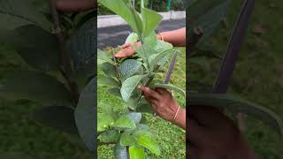 വീട്ടുമുറ്റത്തെ പേര farming [upl. by Elva]