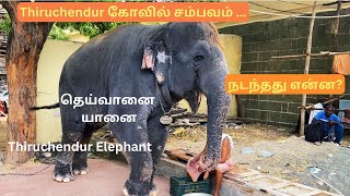 Tiruchendur Temple Elephant Issue  தெய்வானை யானை🐘 What happened ஏன் இப்படி நடந்தது😔 [upl. by Rettig591]