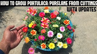 How To Grow PortulacaPurslane From CuttingsFull Updates [upl. by Lyrahs509]