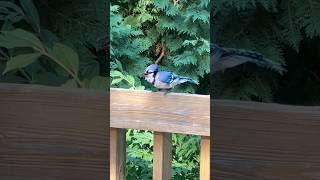 Jay Mimicking Human Voice birdcalling birdsounds bluejay backyardbirdwatching amazingnature [upl. by Ardnuassac205]