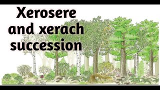 what is xerosere succession in Urdu [upl. by Ecnarual]