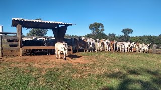 Fazenda a venda em Minas Gerais na cidade do Prata MGTriângulo mineiro [upl. by Lytton275]