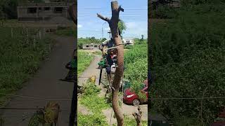 Neen tree cutting in sabarinathan pattukkottai tree cutter [upl. by Queen]