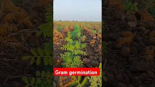 Gram germination🪴trending rabi cropytshort [upl. by Akilaz]