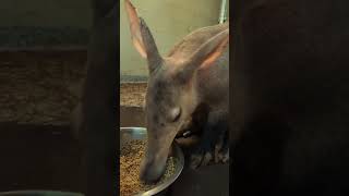 Aardvark एंटबियर Subscribe For More youtubeshorts shorts [upl. by Ambrosine]