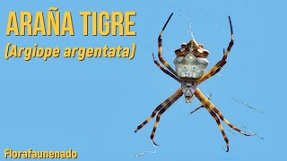 La fascinante araña tigre Argiope argentata [upl. by Havener]