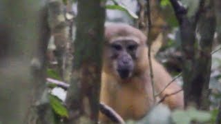 Golden Bellied Mangabey Only Know Wild Footage [upl. by Noxaj]