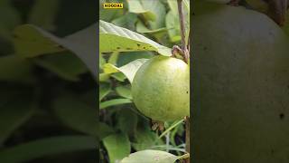 😱🌱12 அடியில் காய்க்கும் தைவான் பிங்க்🍈Taiwan Pinkguavataiwanpinkplantinggardeningorganic [upl. by Wardle]