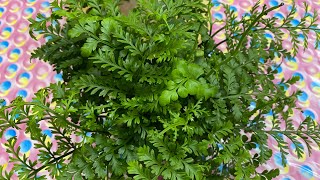 Talking plants…how to propagate asplenium Parvati Mother Ferm [upl. by Bengt]