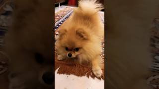 Cute Pomeranian dog barkingAman Khandoor barking pomeraniandog [upl. by Aretina71]