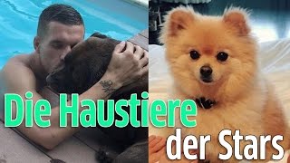 Promis und ihre Haustiere Lukas Podolski Heidi Klum amp Co und ihre süßen Katzen und Hunde [upl. by Alrac]