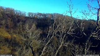 Minnesota Nongame Wildlife Eagle Cam 112624 Nancy and Beau 3 of 5 [upl. by Aierdna]