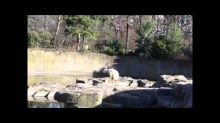 Berlin Zoo  Knut the polar bear Dies 19 March [upl. by Dodds]