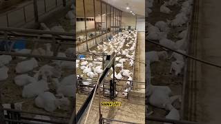 Saanen ￼Goat Dairy Farming saanen goat farming dairyfarm bakrifarming shorts viralvideo 🐐 [upl. by Tait32]