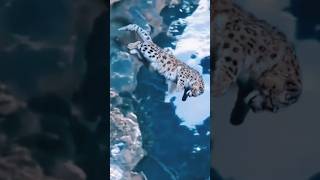 Leopardo de las nieves CAZANDO a una OVEJA🐑🐆 [upl. by So]