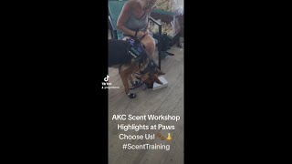 Legend Acres AKC Scent Workshop Highlights at Paws Choose Us [upl. by Atalanta258]