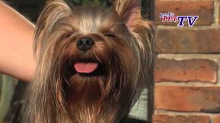 Yorkshire Terrier Informationen zur Rasse [upl. by Anihsat110]