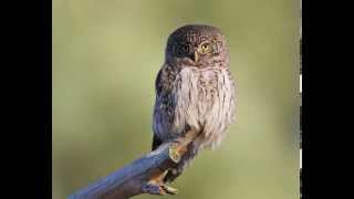 Glaucidium passerinum Eurasian Pygmy Owl 9 Contacting voices of owlets [upl. by Nira543]