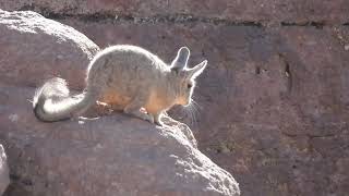 Viscacha in Bolivia [upl. by Merilyn206]