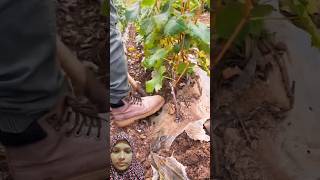 Digging Grape Seedlings farming agreculture [upl. by Jaime]