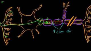 Part 7b  Graded and Action Potentials [upl. by Jamieson25]