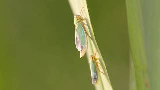 Green Leafhoppers  Cicadella viridis [upl. by Shifra251]